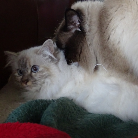 Image pour l'annonce offre saillie avec Léo mon beau sacré de birmanie