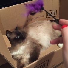 Image pour l'annonce offre saillie avec Léo mon beau sacré de birmanie