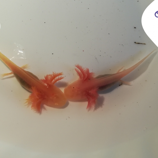 Image pour l'annonce Axolotl
