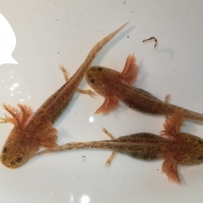 Image pour l'annonce Axolotl
