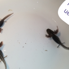 Image pour l'annonce Axolotl