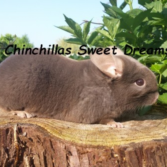 Image pour l'annonce 15 chinchillas réduction élevage familial dispo
