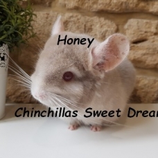 Image pour l'annonce 15 chinchillas réduction élevage familial dispo