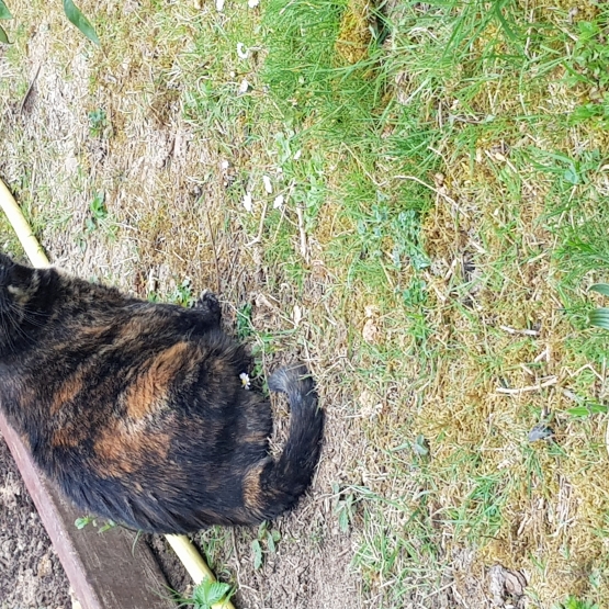 Image pour l'annonce donne chatte écaille de tortue