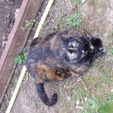 Image pour l'annonce donne chatte écaille de tortue