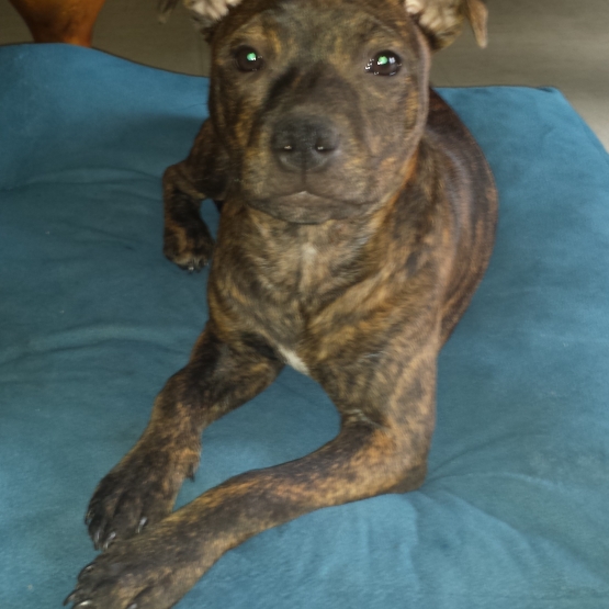 Image pour l'annonce Chiot Staffie LOF