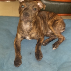 Image pour l'annonce Chiot Staffie LOF
