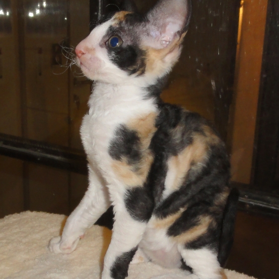 Image pour l'annonce vends 2 chatons cornish rex