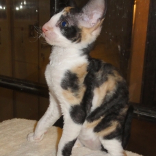 Image pour l'annonce vends 2 chatons cornish rex