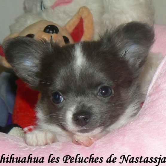 Image pour l'annonce superbes chiots apparence chihuahua