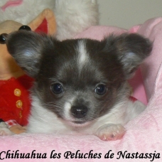 Image pour l'annonce superbes chiots apparence chihuahua