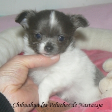 Image pour l'annonce superbes chiots apparence chihuahua