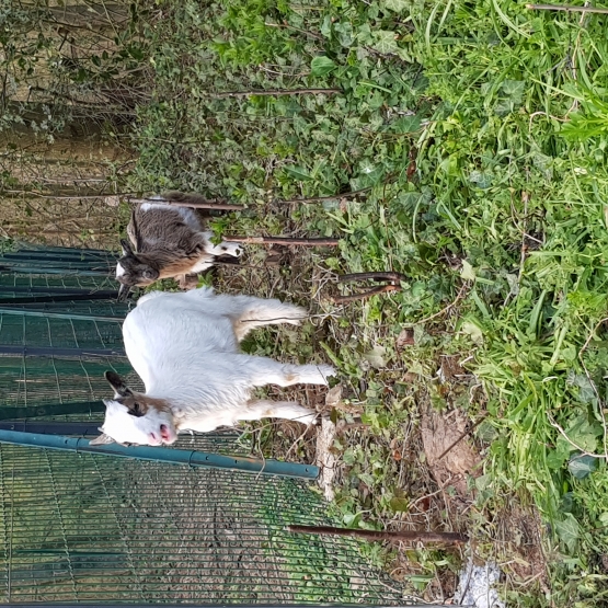 Image pour l'annonce Couple de chèvre naine