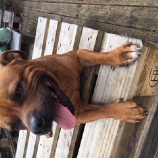 Image pour l'annonce Staffie disponible pour saillie