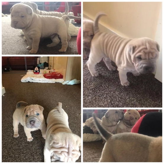 Image pour l'annonce Magnifiques chiots sharpei / shar-Pei