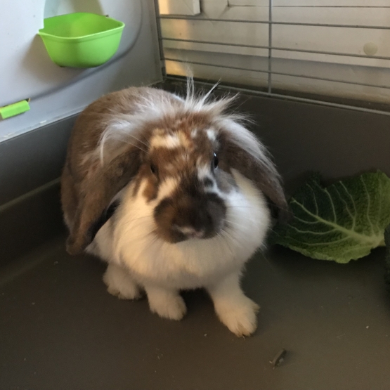 Image pour l'annonce Lilou, adorable lapin