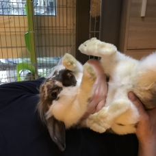 Image pour l'annonce Lilou, adorable lapin