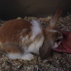 Image pour l'annonce Lilou, adorable lapin