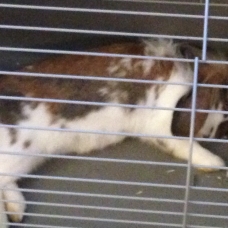 Image pour l'annonce Lilou, adorable lapin