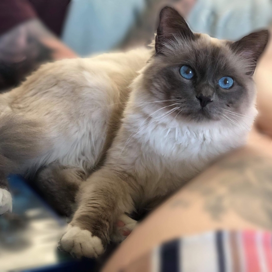 Image pour l'annonce Saillie Sacré de Birmanie