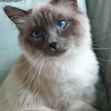 Image pour l'annonce Saillie Sacré de Birmanie