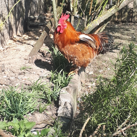 Image pour l'annonce Jeune coq - croisement Pékin soie nain