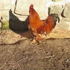 Image pour l'annonce Jeune coq - croisement Pékin soie nain