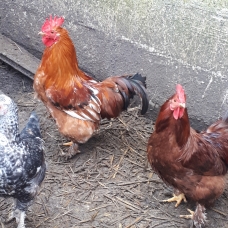 Image pour l'annonce Jeune coq - croisement Pékin soie nain