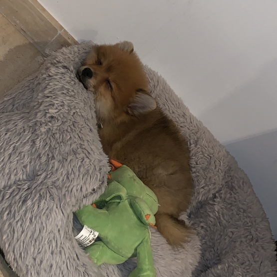 Image pour l'annonce Vends Loulou de Poméranie