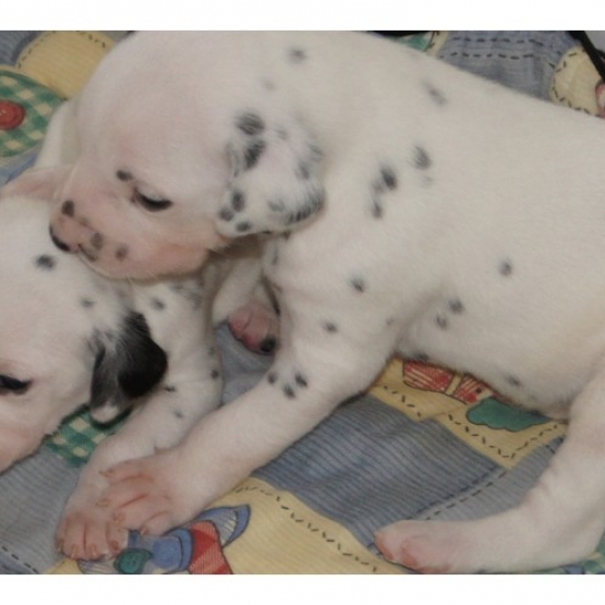 Image pour l'annonce Chiots Dalmatien a réserver
