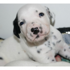 Image pour l'annonce Chiots Dalmatien a réserver