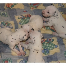 Image pour l'annonce Chiots Dalmatien a réserver