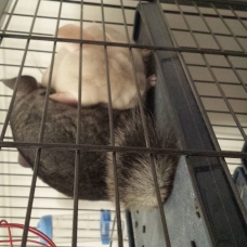 Image pour l'annonce 2 jeunes chinchillas mâles (1an et demi) élevés ensemble.