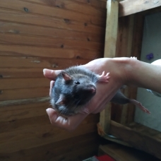 Image pour l'annonce Vends rats mâles
