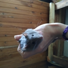 Image pour l'annonce Vends rats mâles