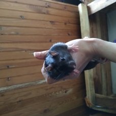 Image pour l'annonce Vends rats mâles