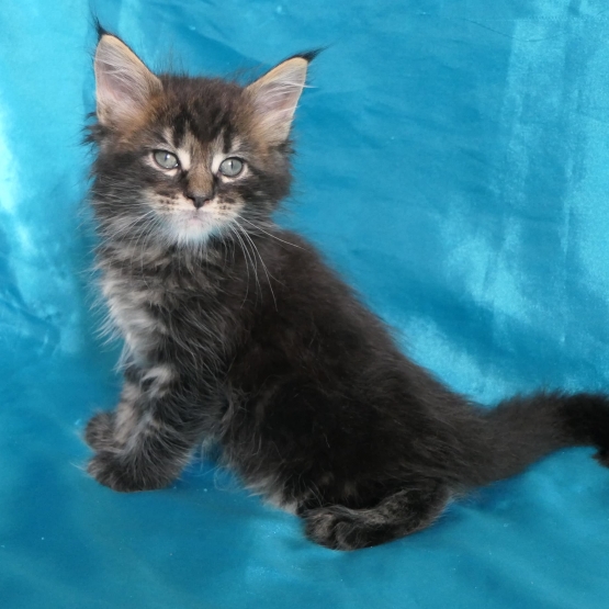 Image pour l'annonce Chatons maine coon Loof