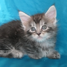 Image pour l'annonce Chatons maine coon Loof