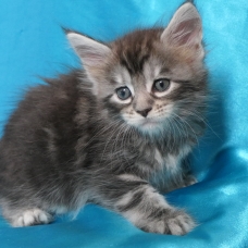 Image pour l'annonce Chatons maine coon Loof