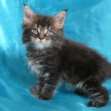 Image pour l'annonce Chatons maine coon Loof