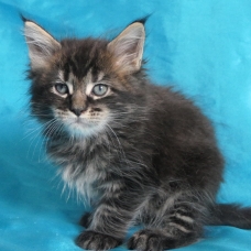 Image pour l'annonce Chatons maine coon Loof