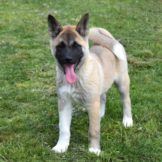 Image pour l'annonce Chiots akita inu disponible