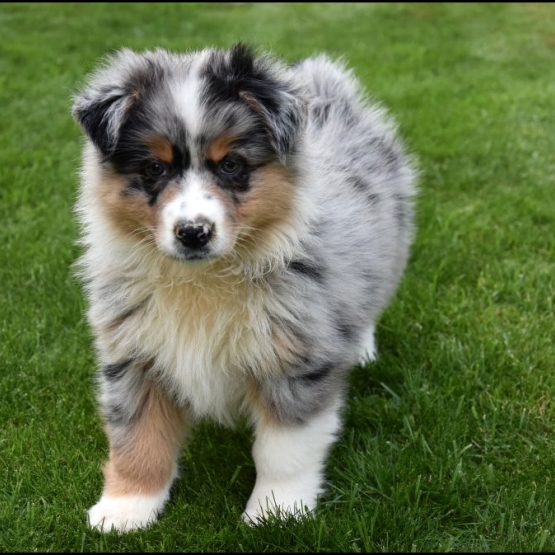 Image pour l'annonce Chiots berger australien disponible