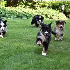 Image pour l'annonce Chiots berger australien disponible