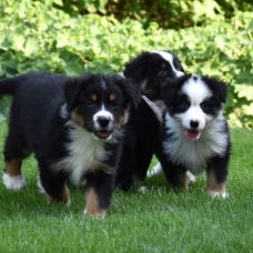Image pour l'annonce Chiots berger australien disponible