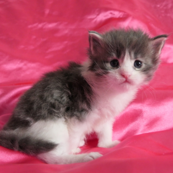 Image pour l'annonce Chatons maine coon mâles Loof