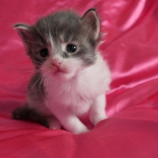 Image pour l'annonce Chatons maine coon mâles Loof