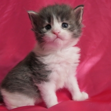 Image pour l'annonce Chatons maine coon mâles Loof