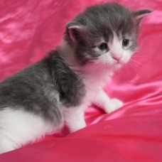 Image pour l'annonce Chatons maine coon mâles Loof