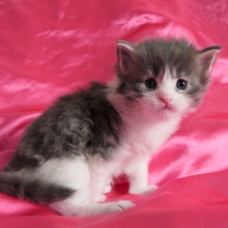 Image pour l'annonce Chatons maine coon mâles Loof